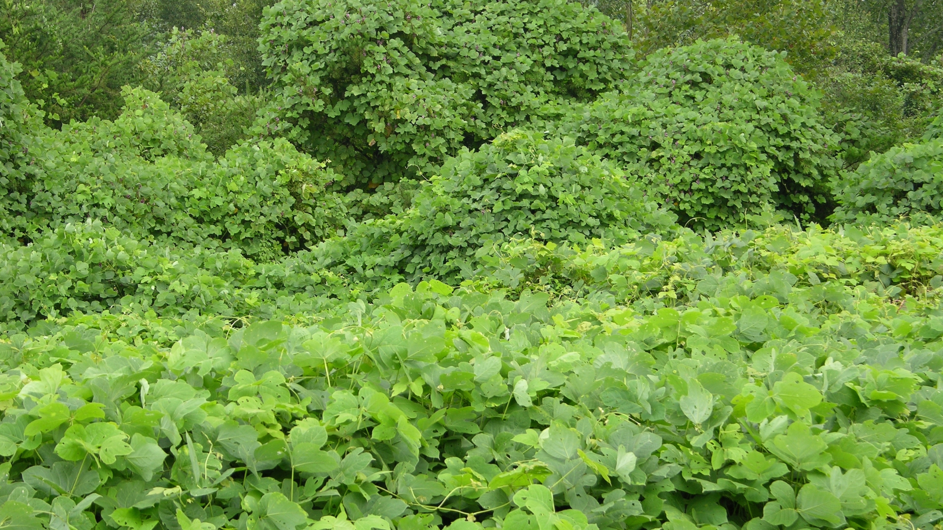 15 Fast-Growing Vines That Are Actually Damaging Your Home (And Why You Should Take Action)