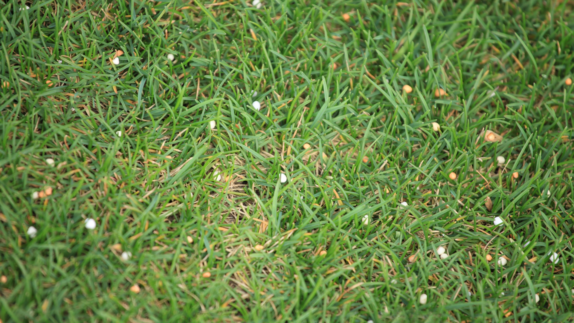 15 Fertilizing Tips That Supercharge Your Lawn (And What You Should Always Do)