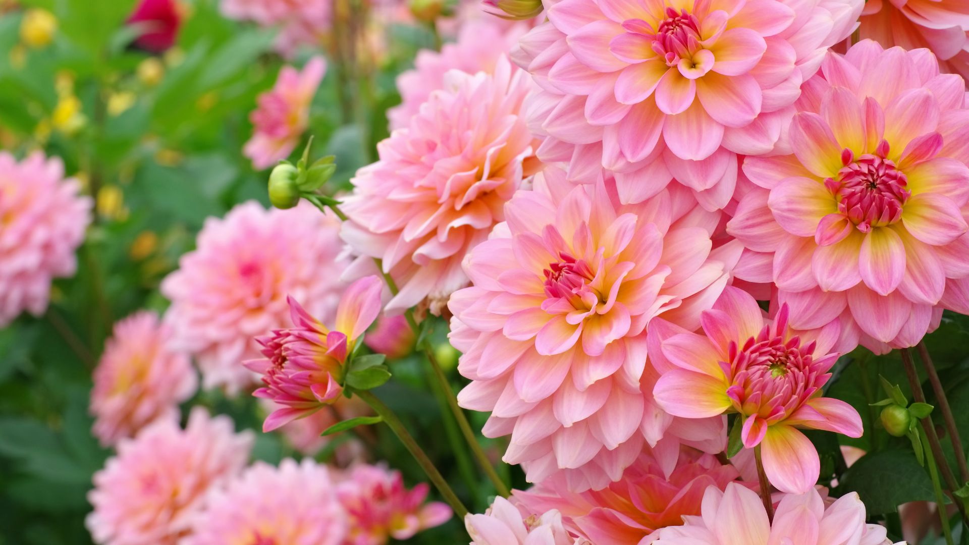 Dahlias