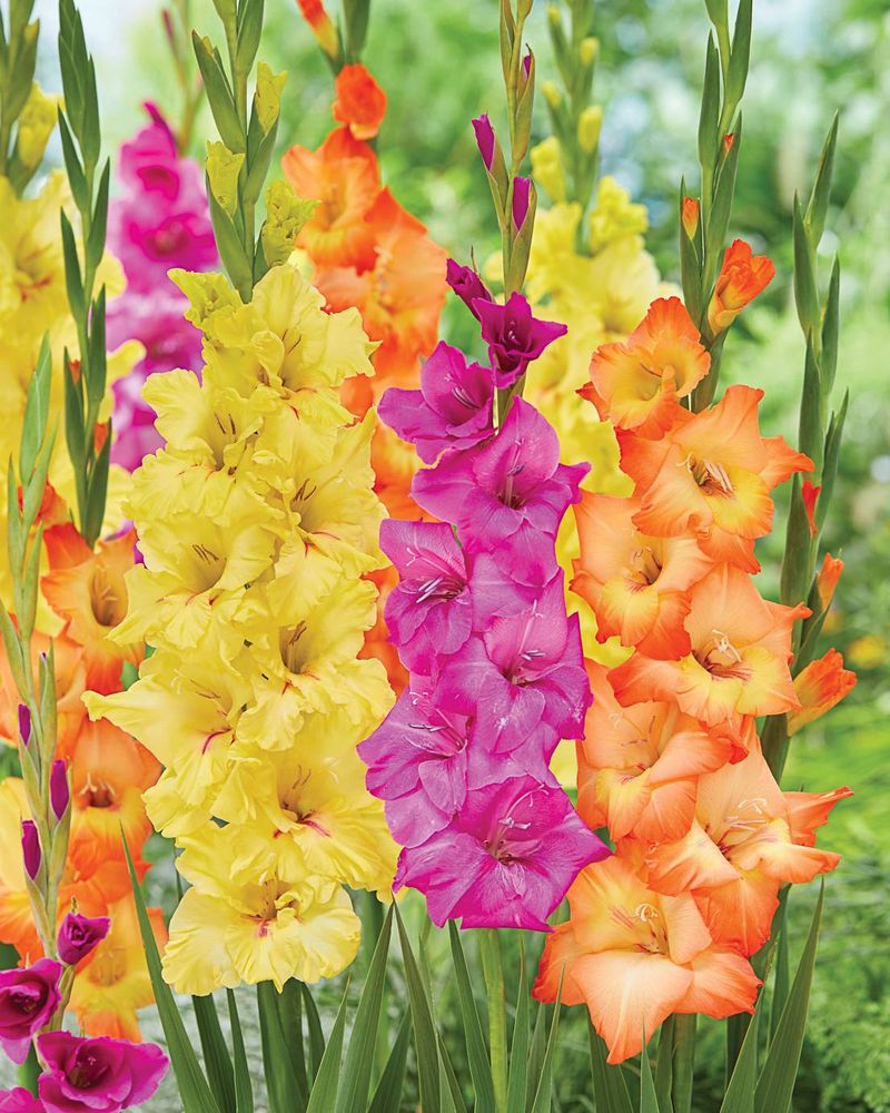 Gladiolus: Summer's Dramatic Performers