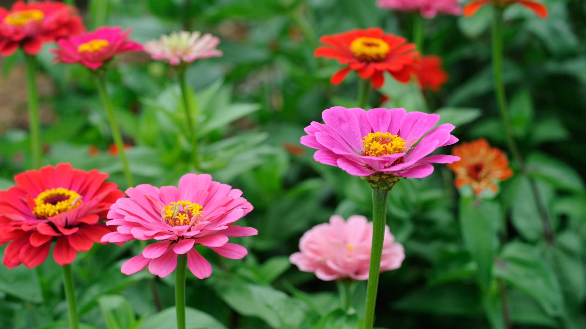 15 Flower Bulbs You Can Still Plant In May For A Beautiful Payoff (Plus 7 That Can Wait)