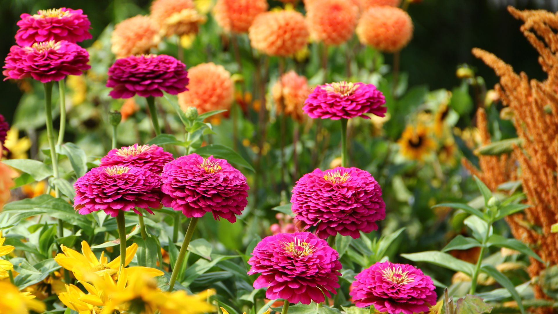 15 Flowering Perennials That Need Constant Care (And What To Plant Instead For Easy Color All Season)