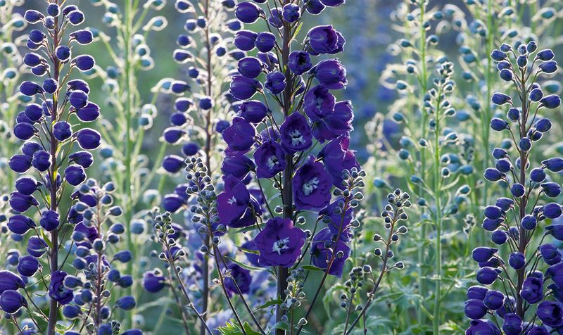 Delphiniums: Towering Beauties With Demanding Personalities