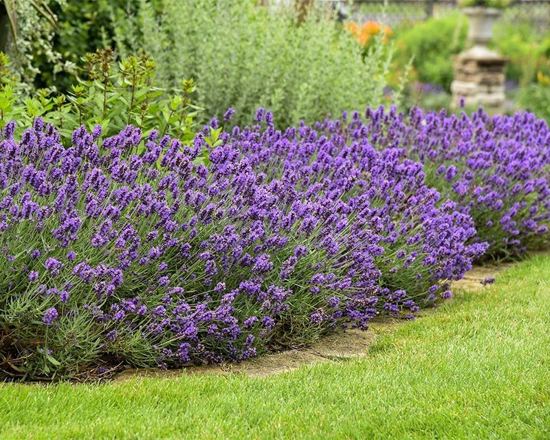 Lavender (Lavandula)