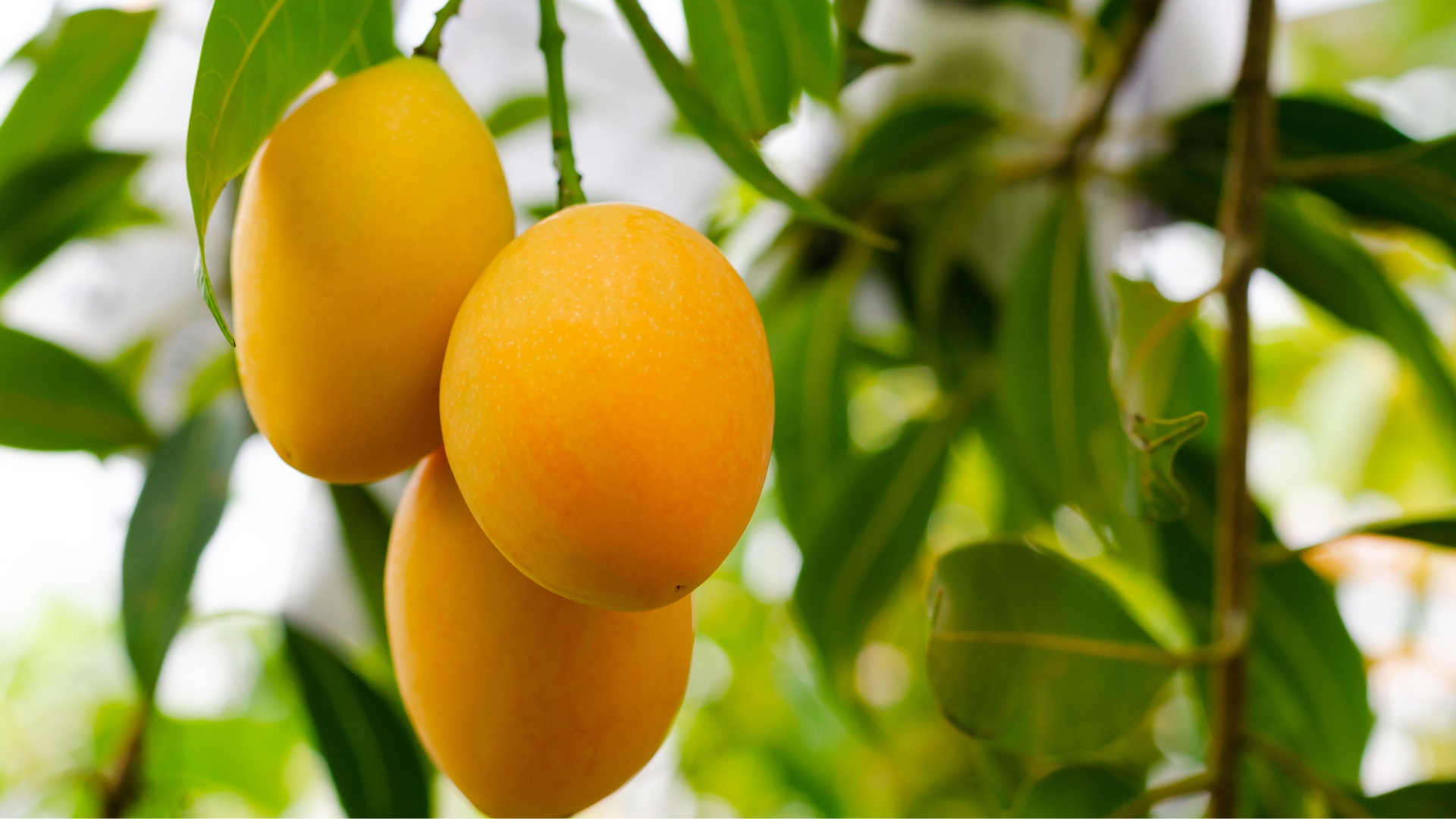 Mangoes