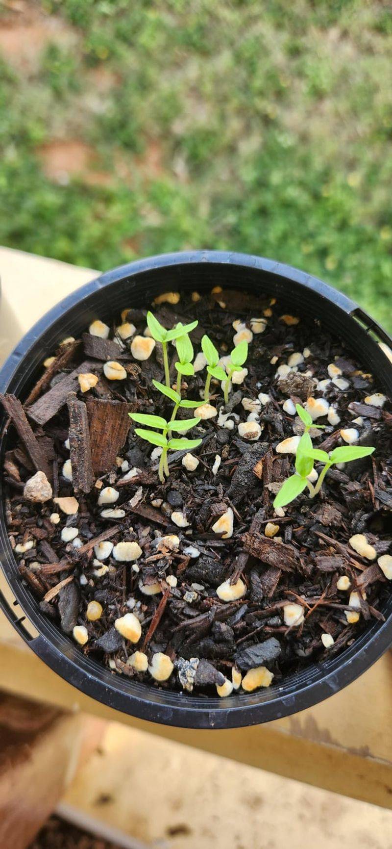 Faster Germination