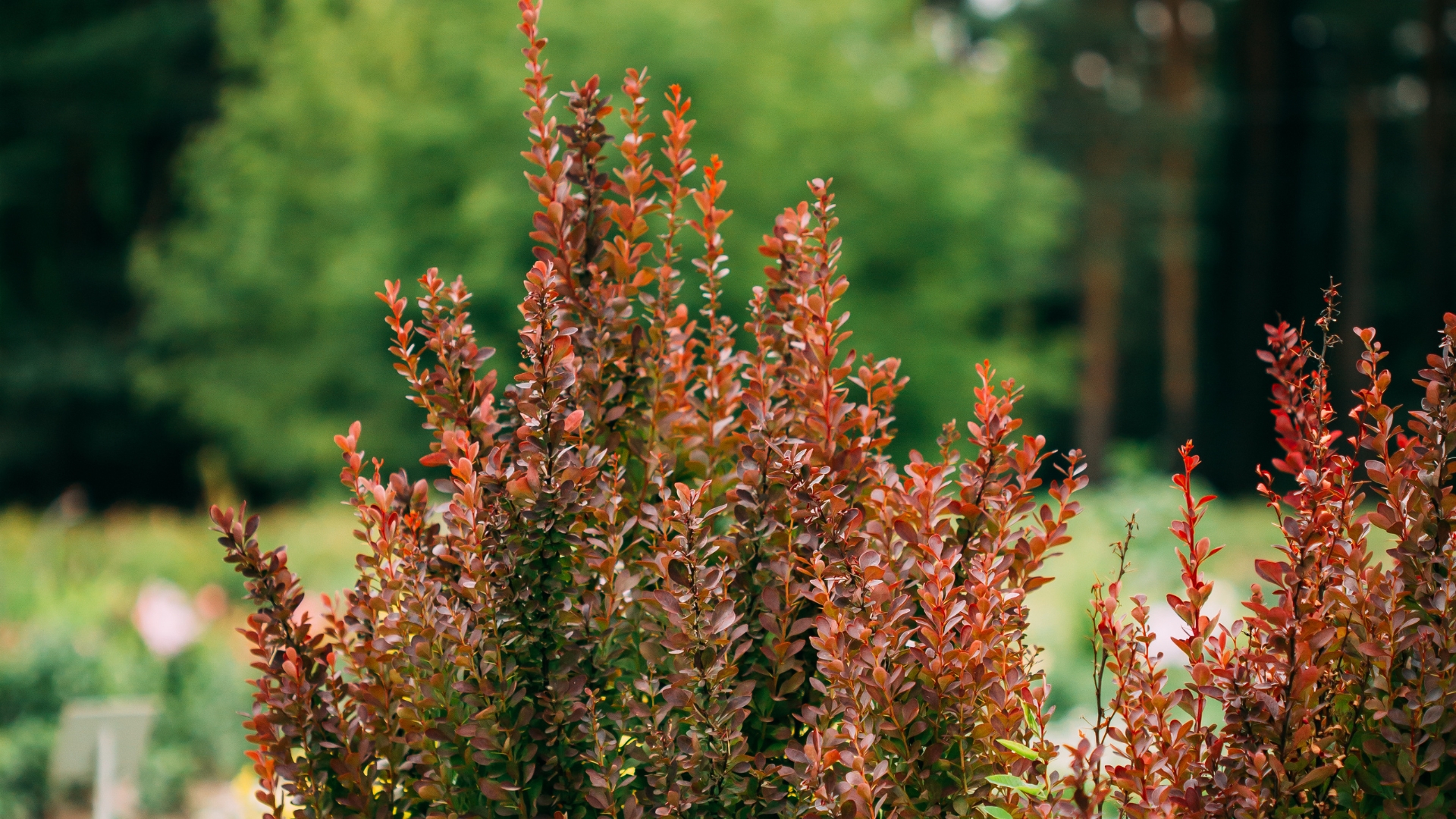 15 Garden Plants On The Verge Of Being Banned—Experts Say Ditch Them Now