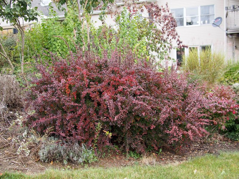 Japanese Barberry's Thorny Problem