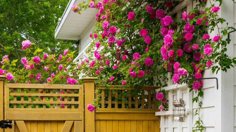 Roses climbing trellis