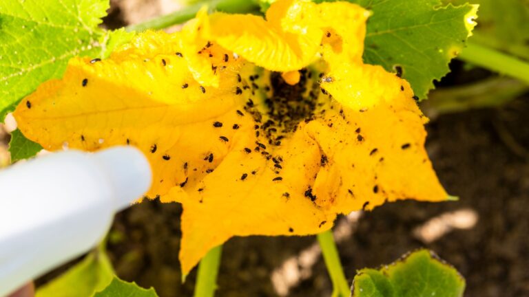 pests on zucchini plant foliage
