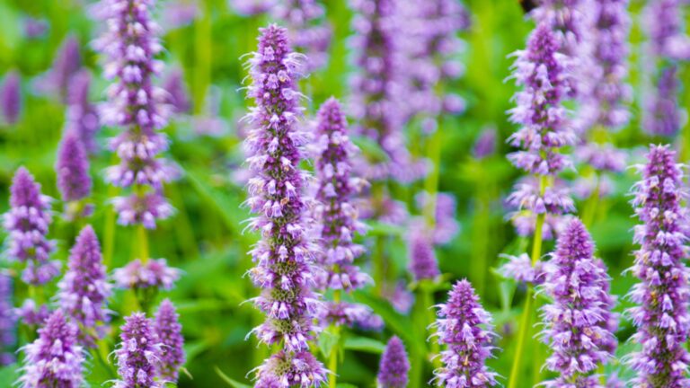 agastache plant in full bloom