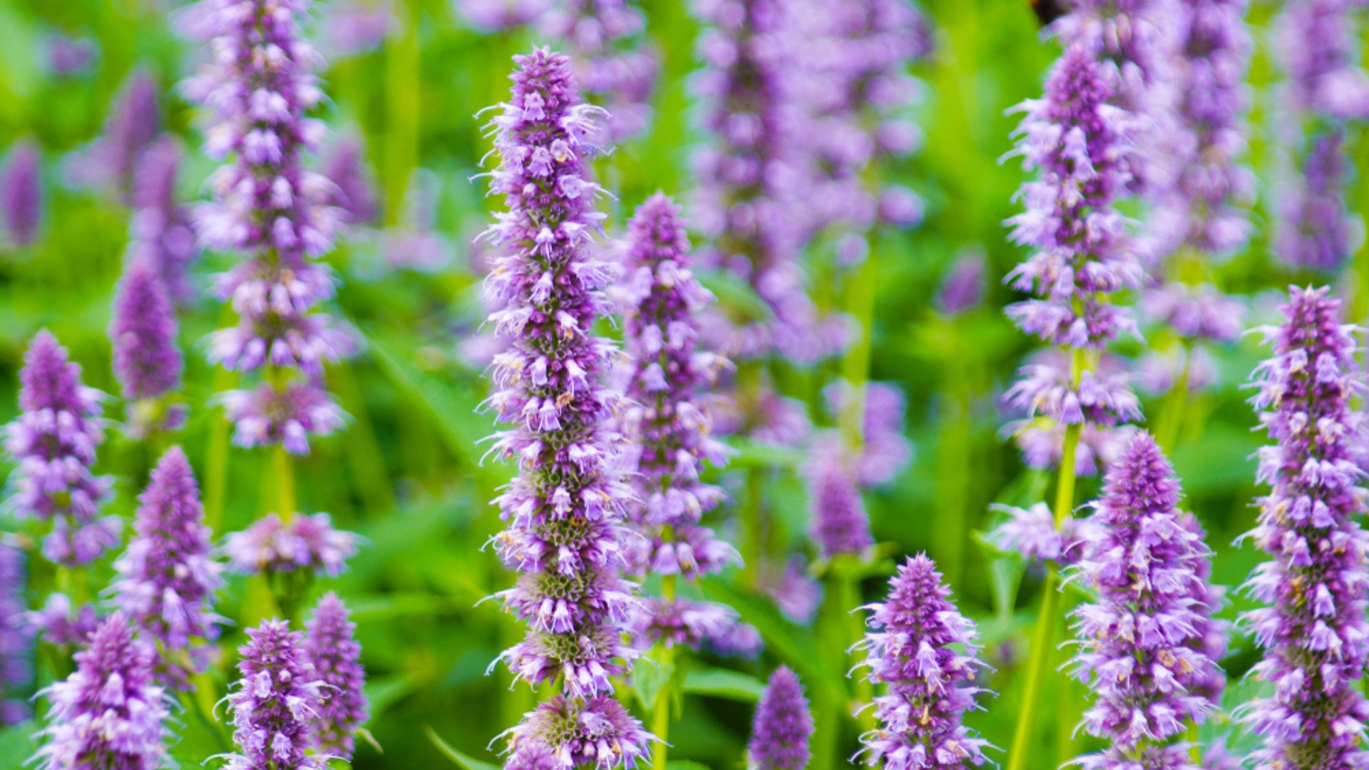 15 Gorgeous Flowers That Bloom All Year Long (Plus A Few More Perennials To Brighten Every Season)
