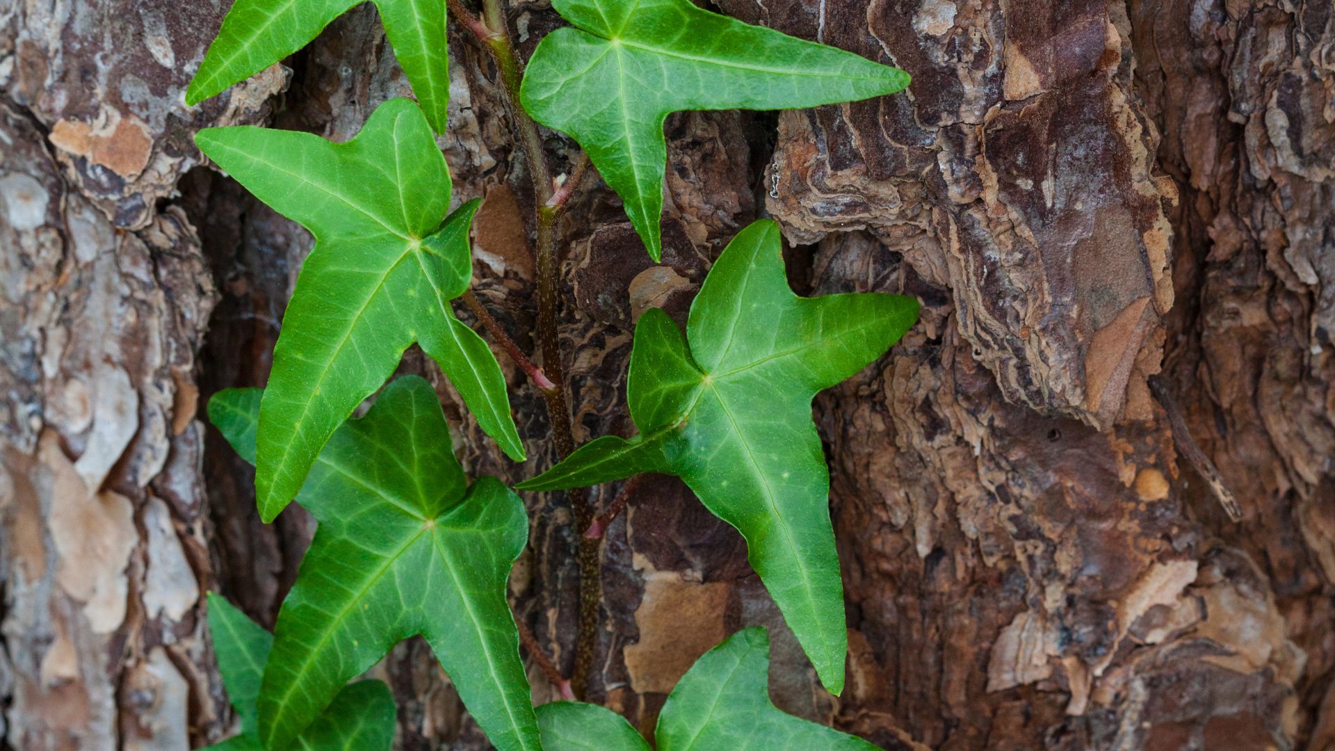 15 Ground Cover Plants That Die Around Tree Roots (And Some You’ll Regret Planting)