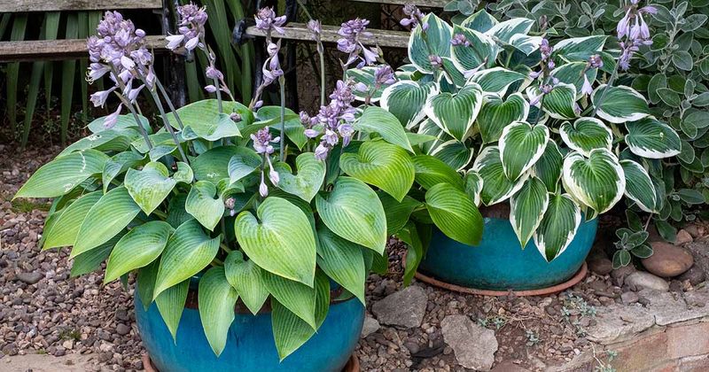 Hosta Plants Struggle In Dry Shade