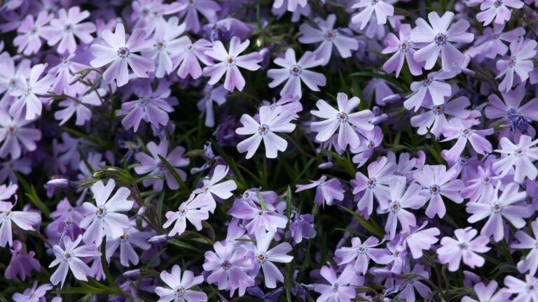 Creeping phlox (Phlox subulata)