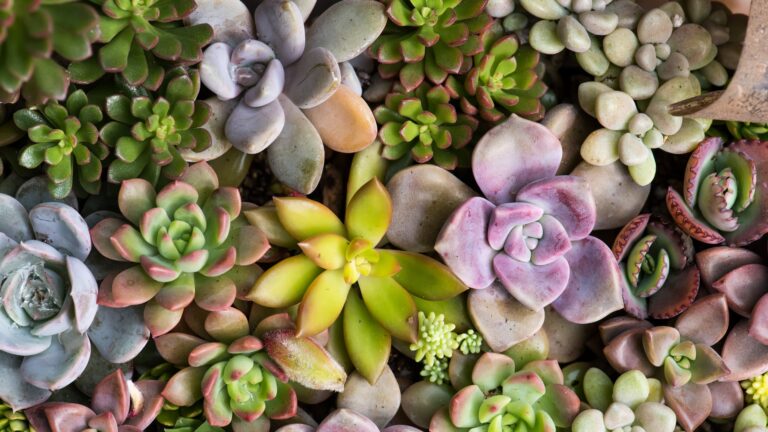 Succulents