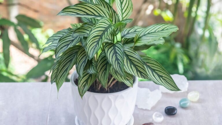 calathea plant