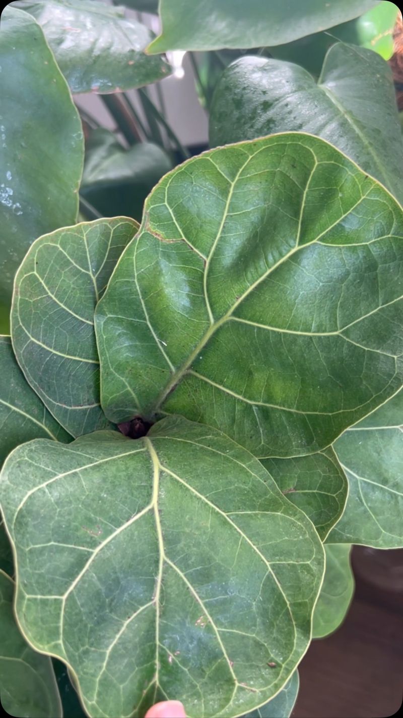 Fiddle Leaf Fig: The Finicky Diva