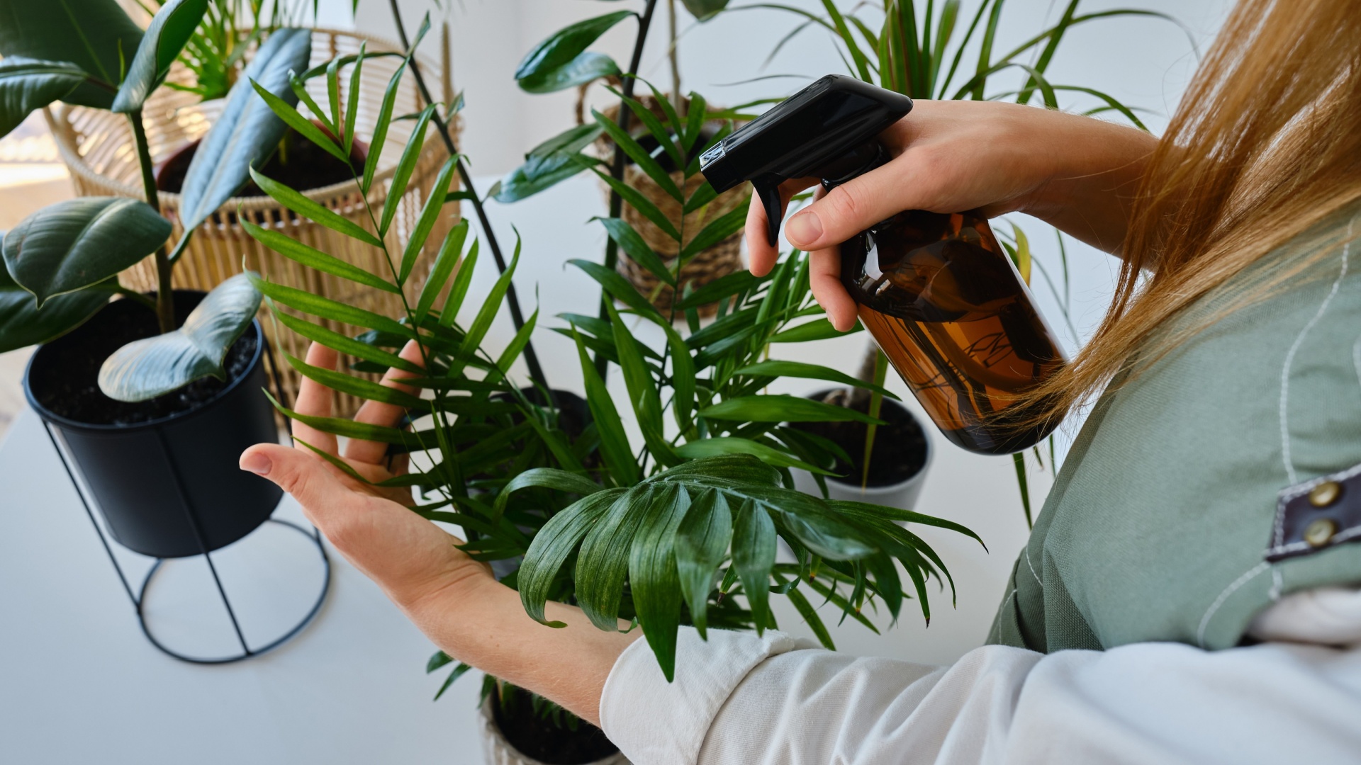 misting indoor plants