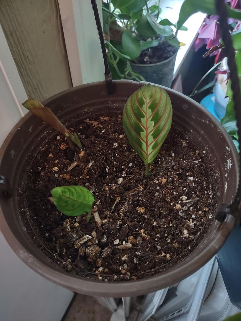 Overwatering With Loving Intentions