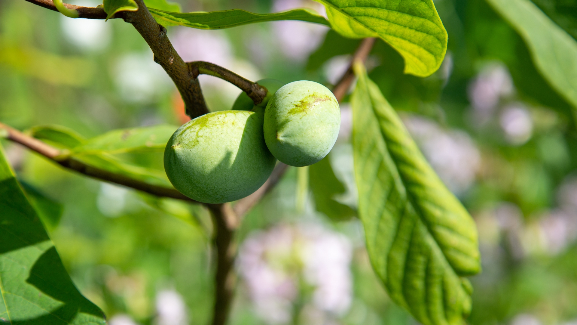 15 Iconic Fruits America Forgot About (But Is Finally Rediscovering)