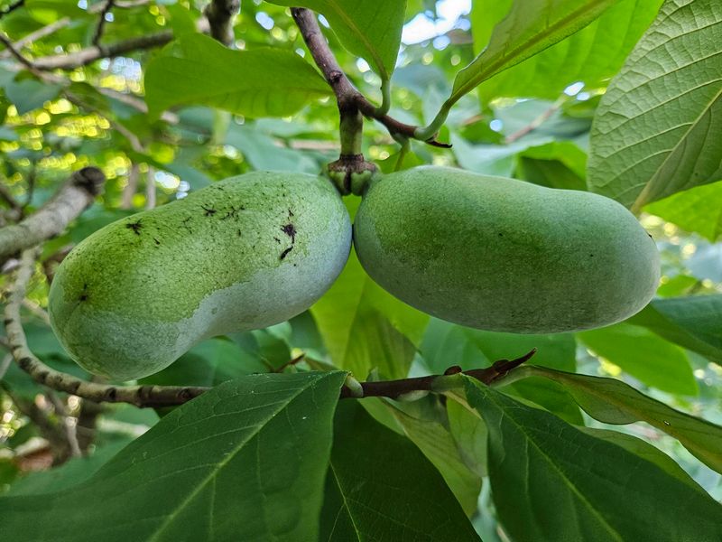 Pawpaw