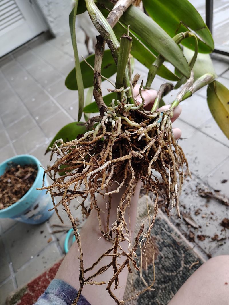 Root Health Reveals All