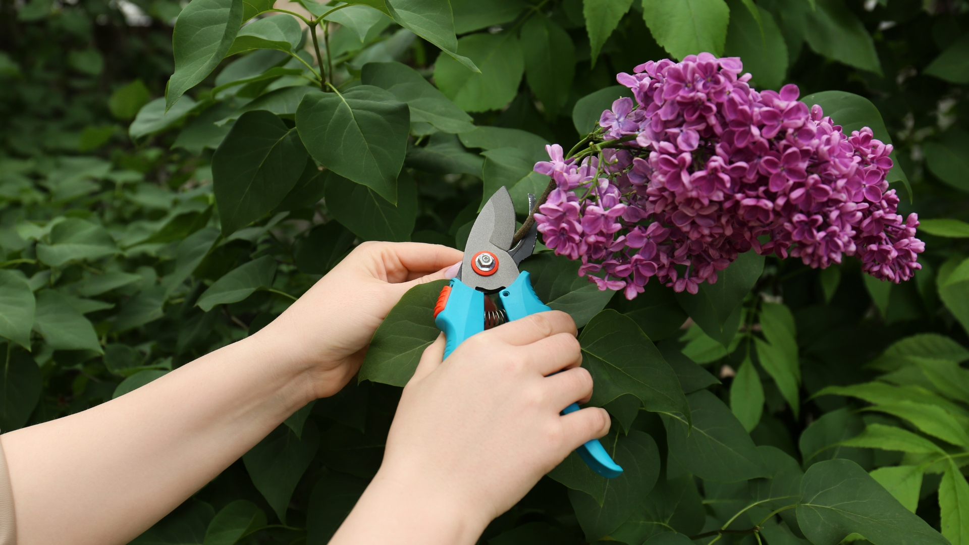 pruning lilac