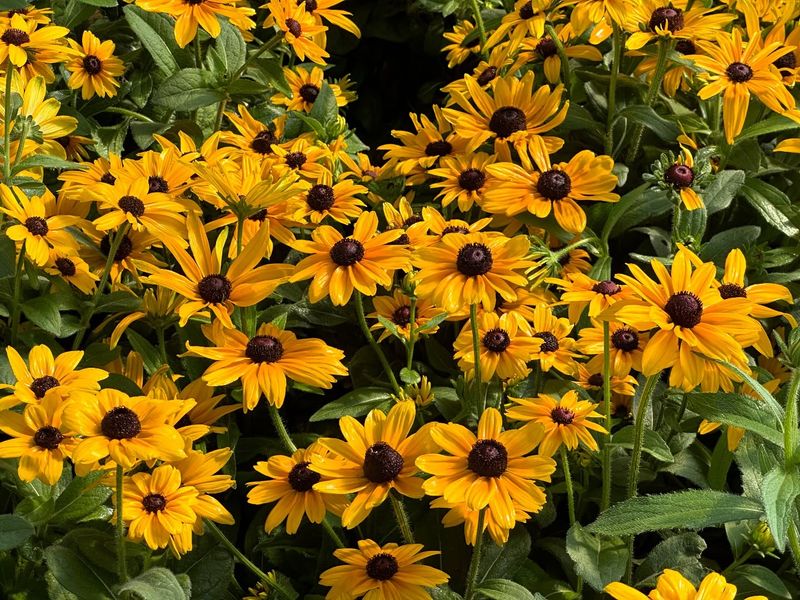 Black-Eyed Susan