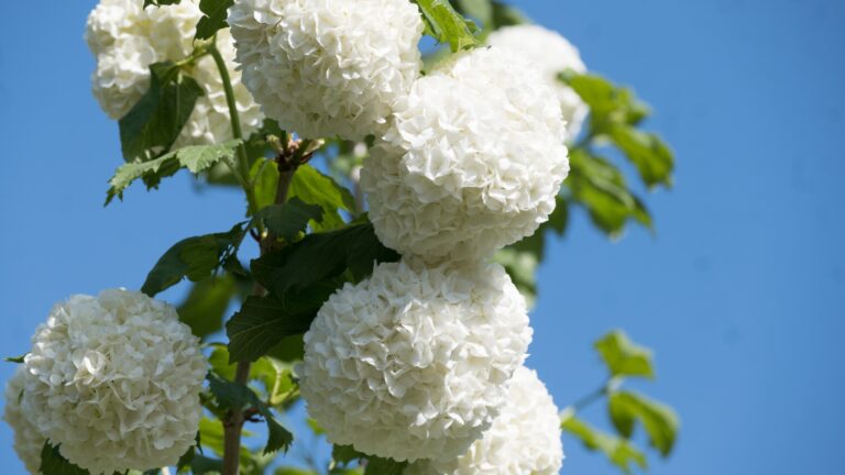 white hydrangea