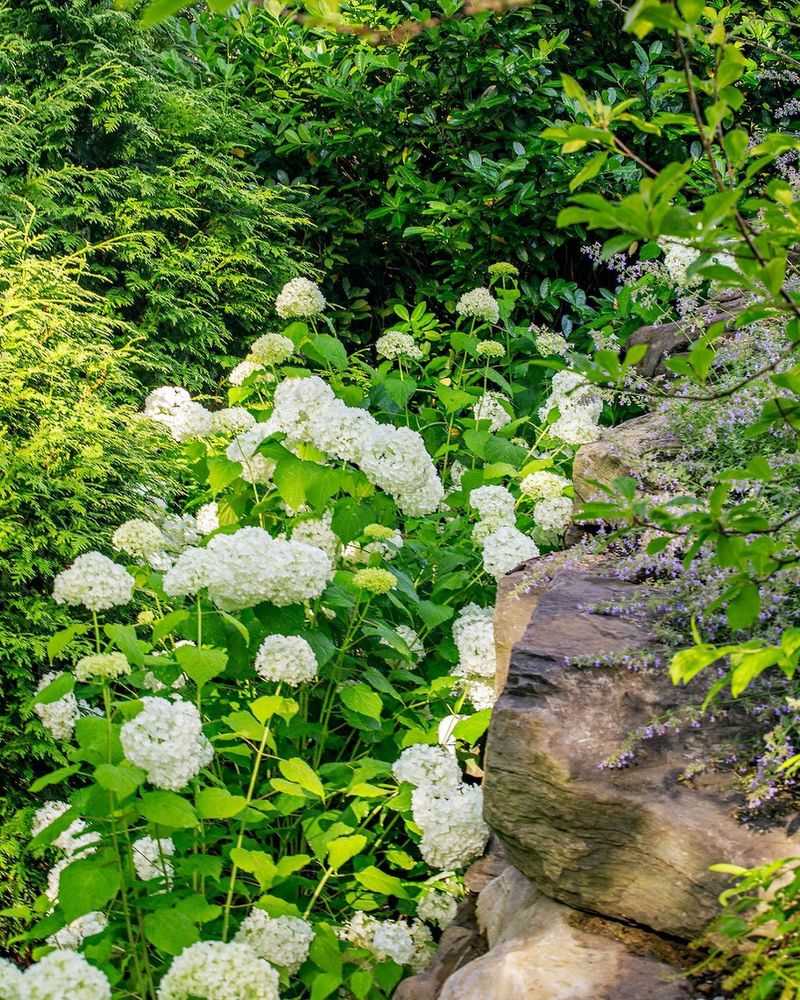 Hydrangea Arborescens