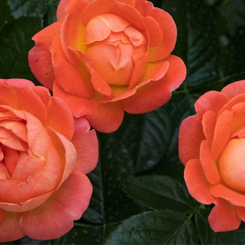Choose Self-Cleaning Rose Varieties