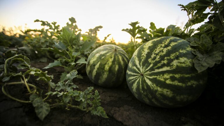 watermelon in garden