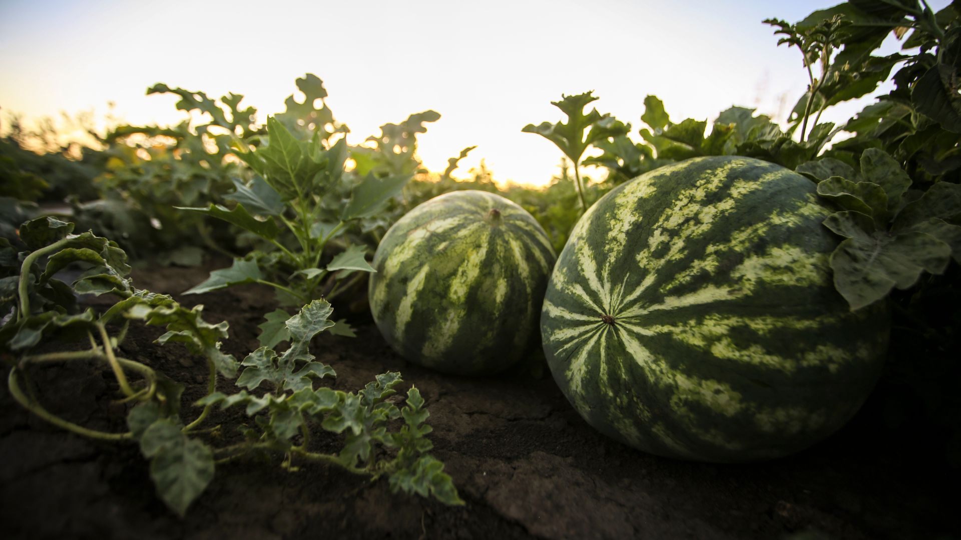 15 Must-Know Tips For Growing A Giant Watermelon Garden This Year (And 3 To Avoid)