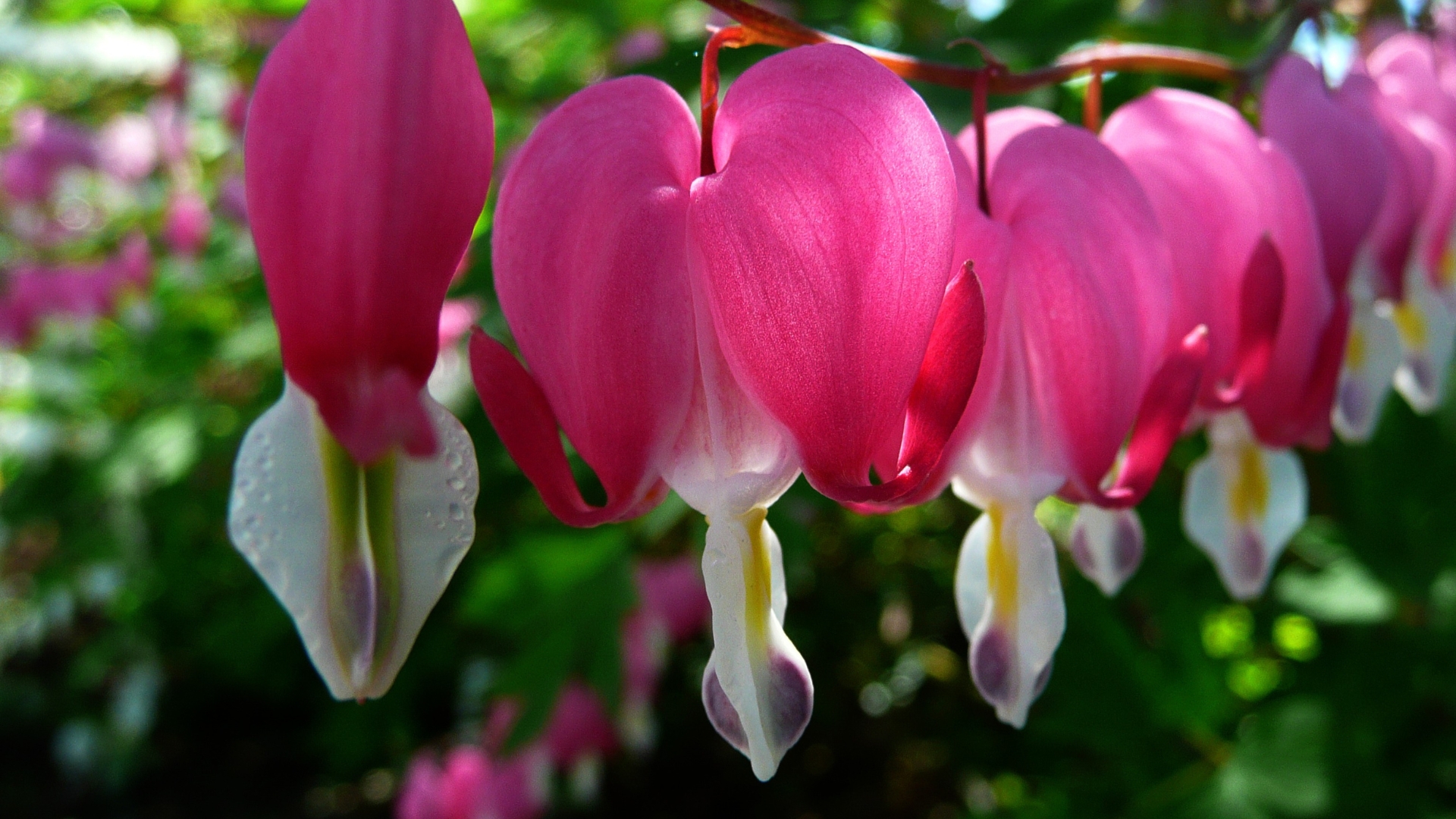 15 Perennial Flowers That Struggle Against Weeds (And Won’t Save You From Weeding)