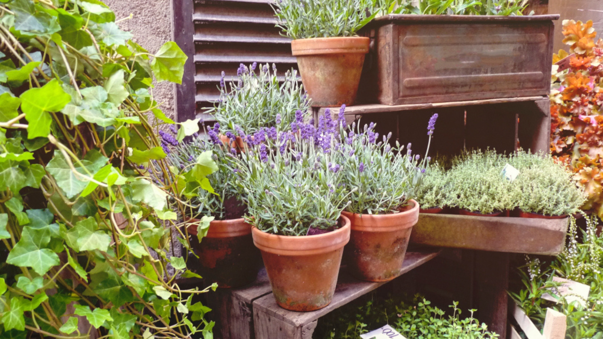 15 Perennials Perfect For Containers (And 5 Low-Maintenance Bloomers You’ll Love)