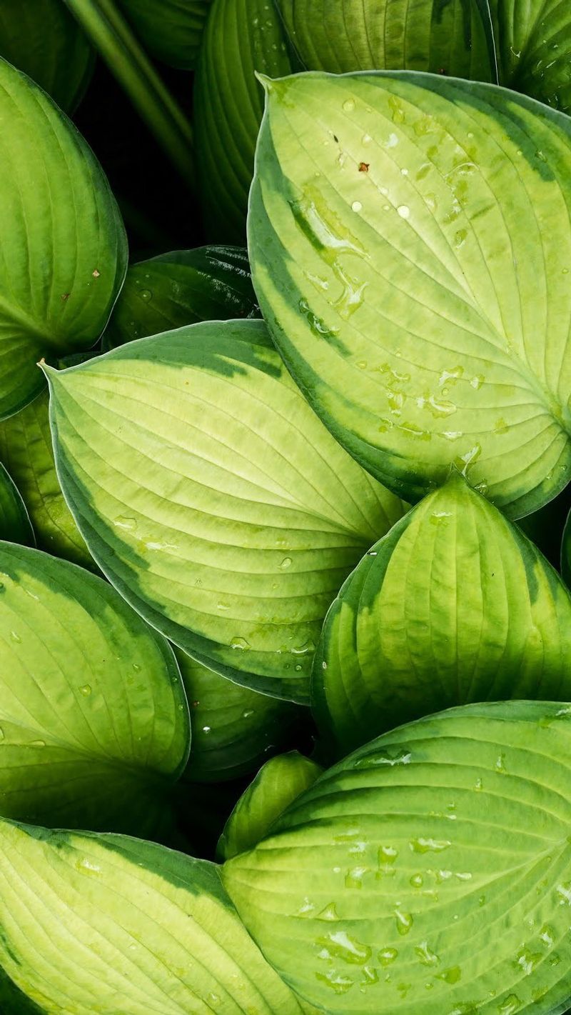 Hostas: Shade-Loving Leaf Masters