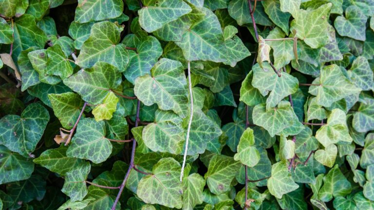 english ivy