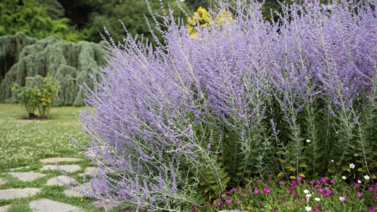 russian sage in full bloom