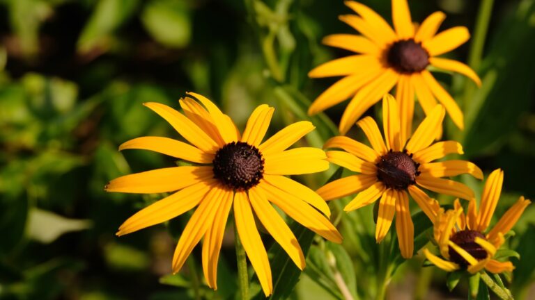 black eyed susan