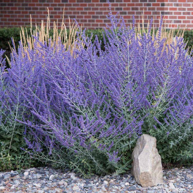 Russian Sage (Perovskia atriplicifolia)
