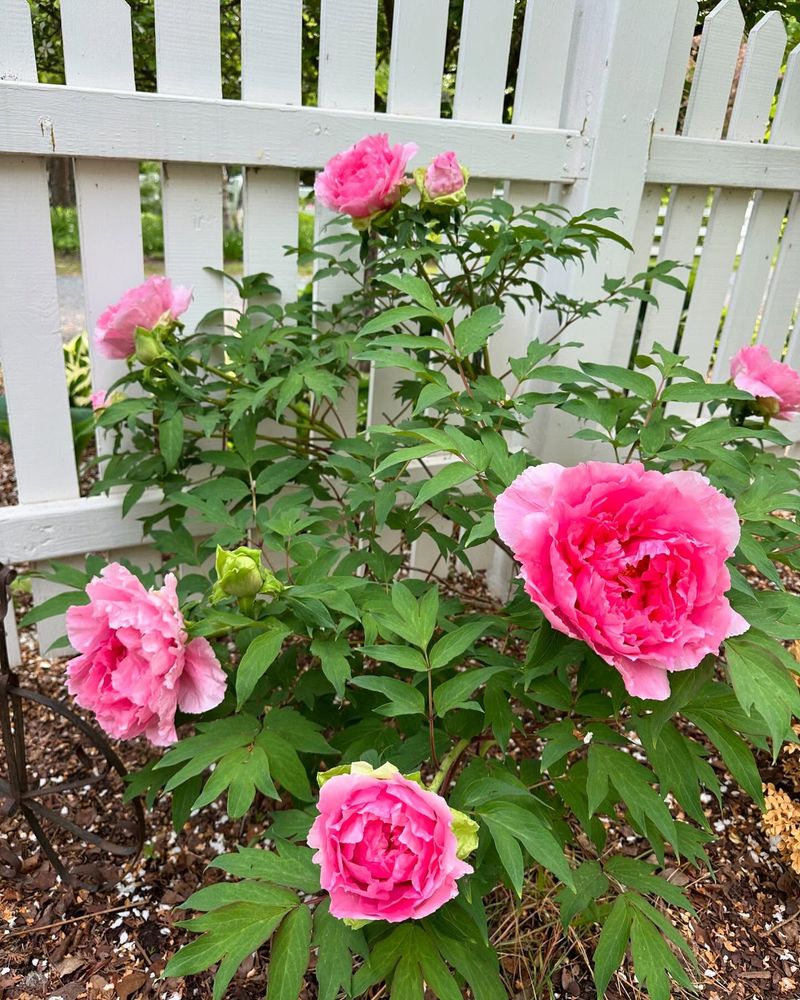 Peonies