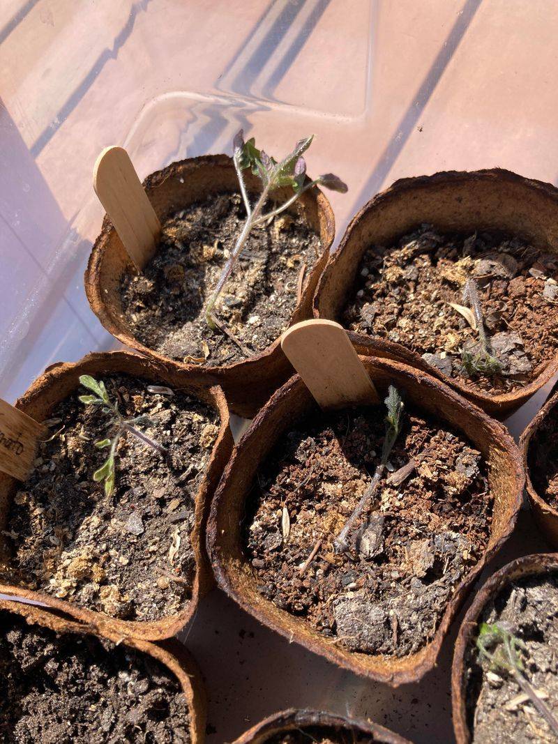 Harden Off Seedlings Before Planting