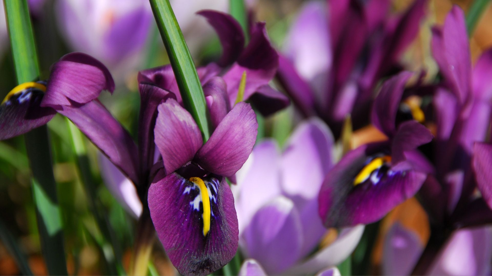 Irises