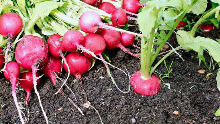 Radishes