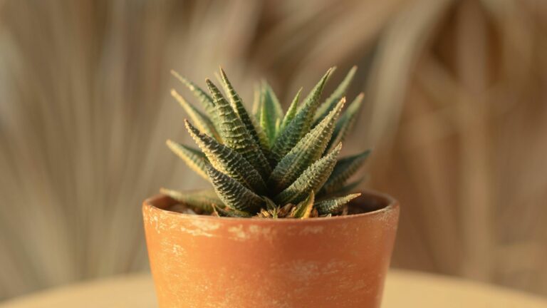 plant in teracotta pot