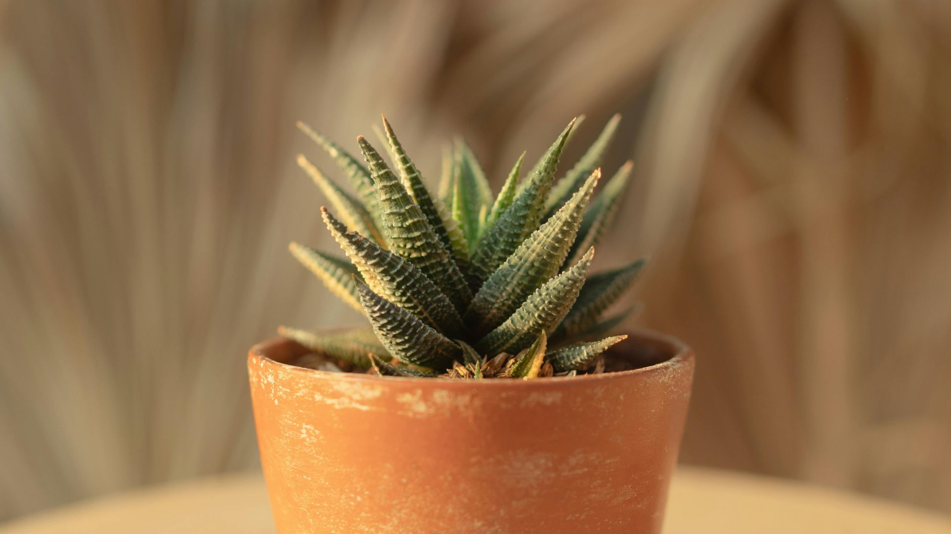 plant in teracotta pot