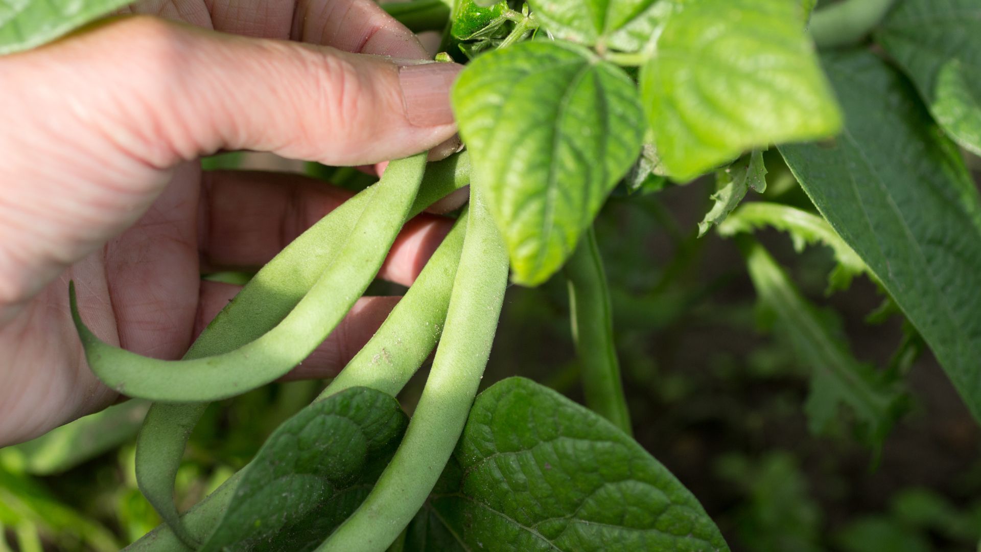 15 Plants That Actually Harm Your Beans When Planted Nearby