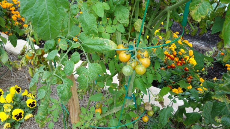 Tomatoes and companion plants in garden