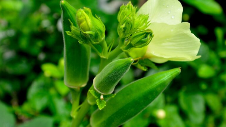 growing okra